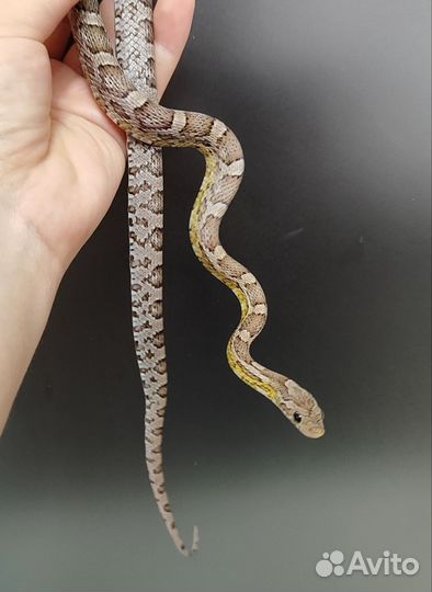 Маисовый полоз