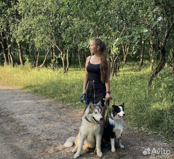 Кинолог-зоопсихолог, передержка Гатчина/ло/спб