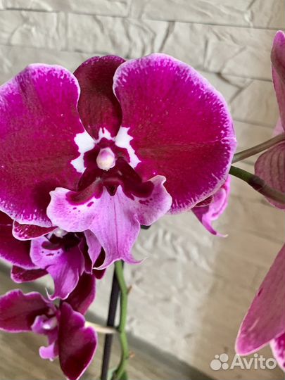 Орхидея биглип