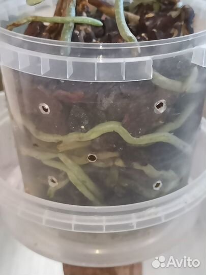 Орхидея фаленопсис