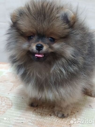 Девочка шпиц медвежьего типа