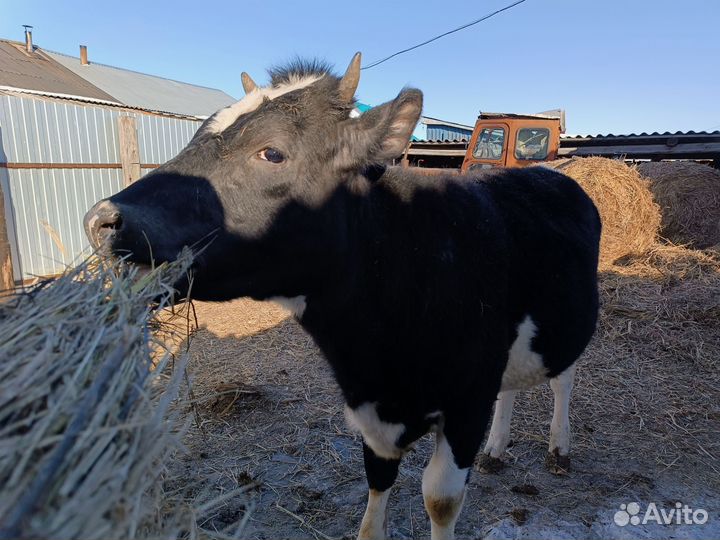 Стельная Телочка 1 год 2 месяца