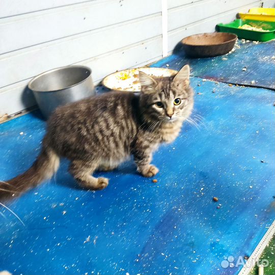 Котята с приюта