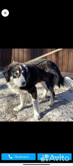 Собака в добрые руки отдам бесплатно