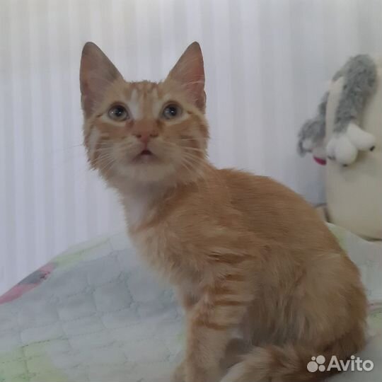 Рыжий красавчик в дар