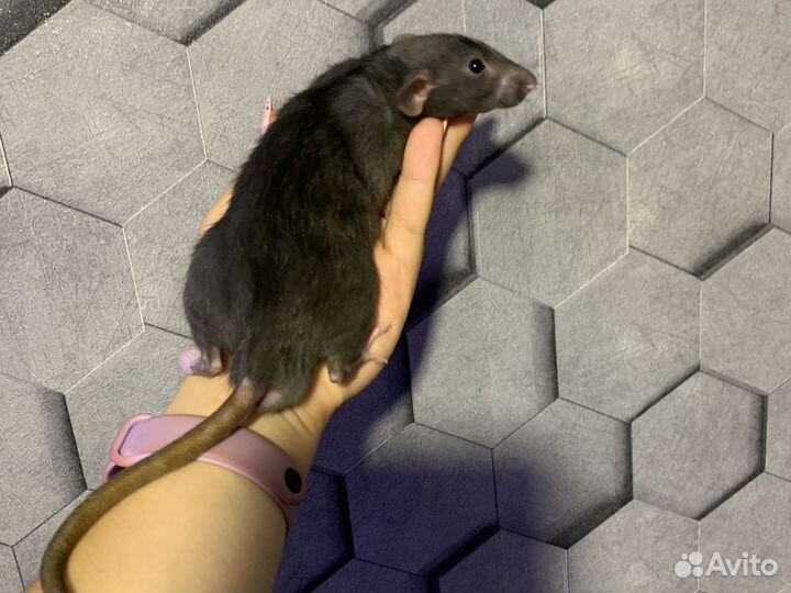 Декоративная крыса