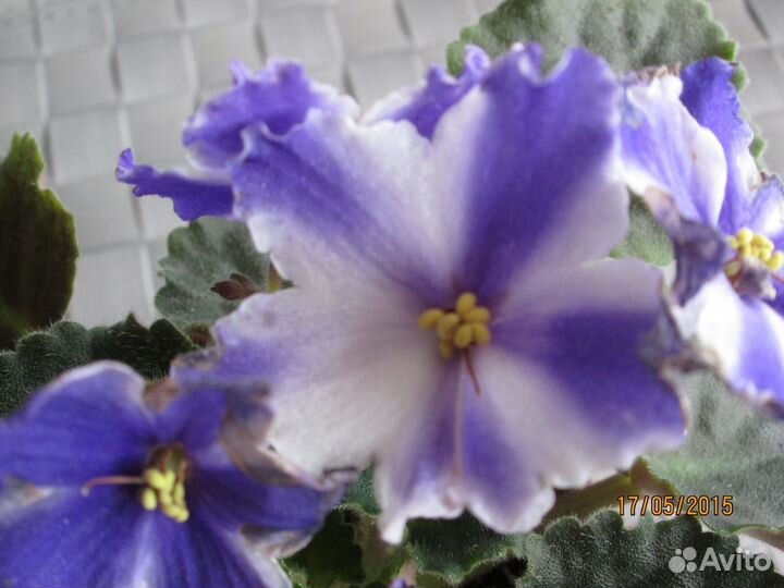 Фикус Бенджамина