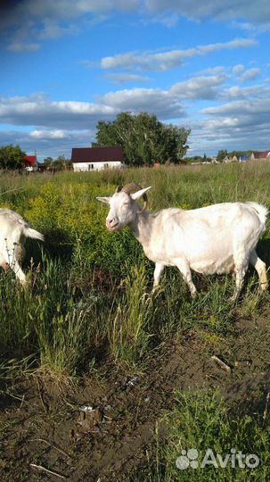 Коза дойная