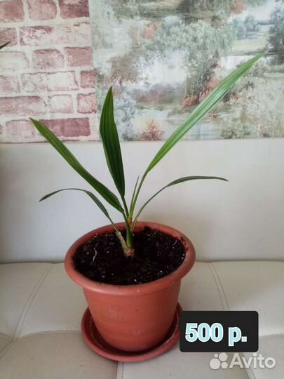 Цветы, молочай финиковая пальма аспарагус