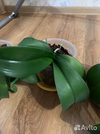 Орхидея фаленопсис