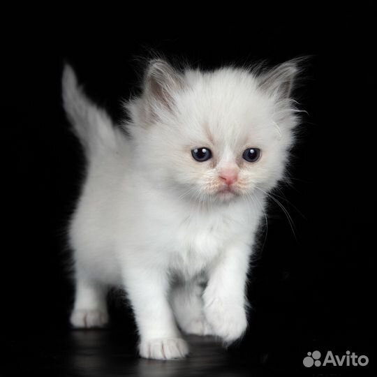 Девочка рэгдолл, Blue bicolor