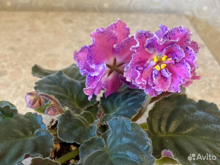 Фиалка с огромным цветами