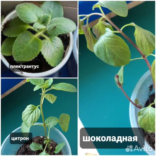 Мята комнатная и садовая