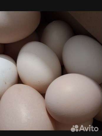Домашние куриные яйца, утиные