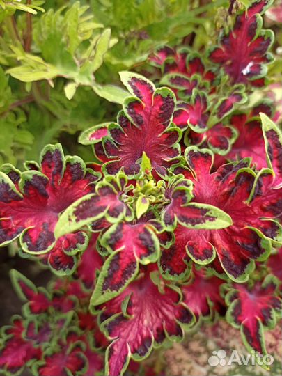 Колеусы вегетативные