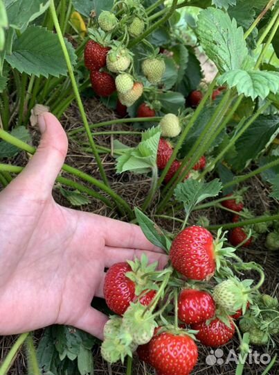 Усы клубники (виктории)