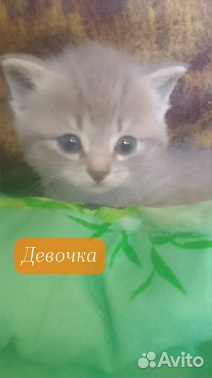 Котята 1-2 мес ищут дом