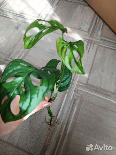 Монстера манки