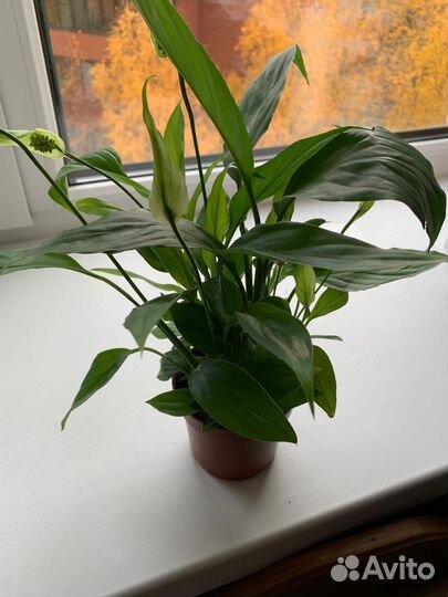 Комнатные растения