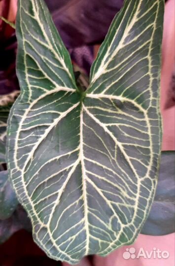 Сингониумы сортовые