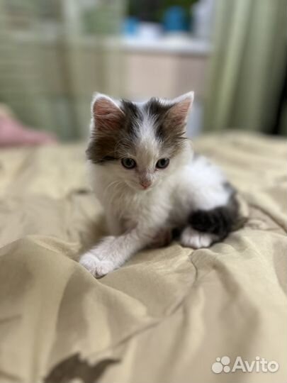 Котенок в добрые руки