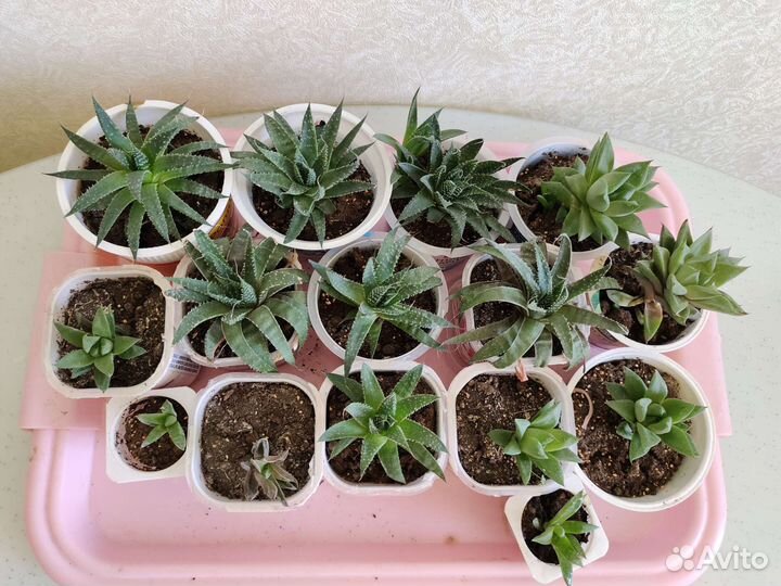 Суккуленты