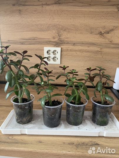 Крассула толстянка