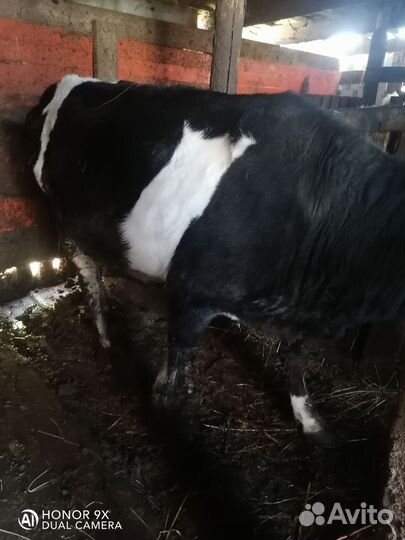 Тёлки домашние