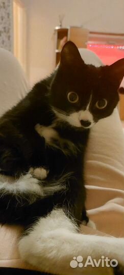 Кошка в дар