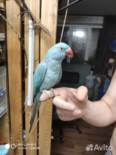 Ожереловые попугаи