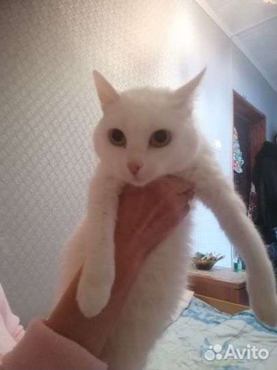 Кошка ищет дом