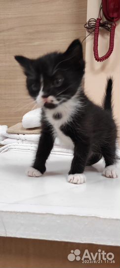 Котенок в добрые руки