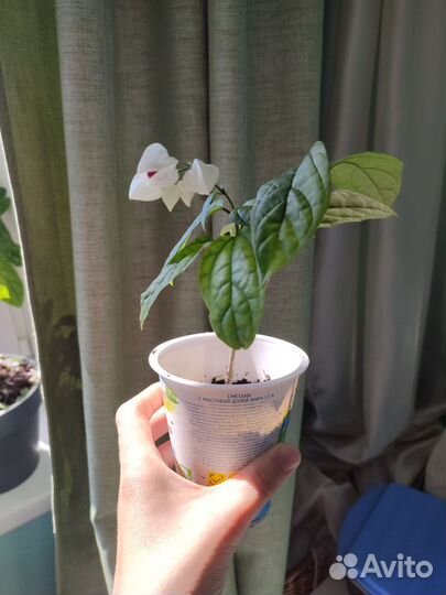 Клеродендрум томсона