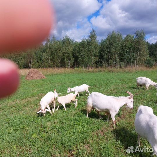 Коза молодая, козлята, козлик