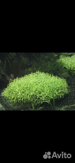Растения для аквариума