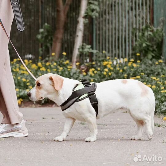 Луиза ищет семью