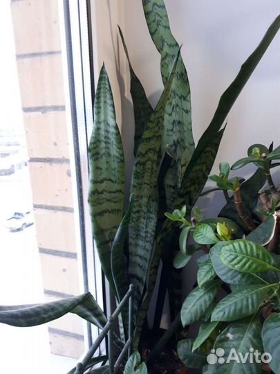 Растения для дома