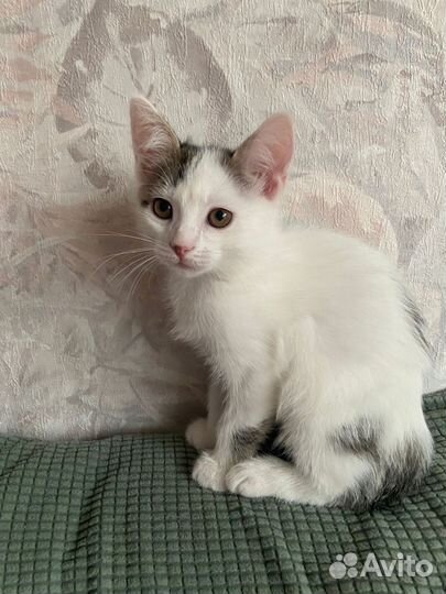 Котята в дар