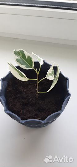 Фикус Де Гантель