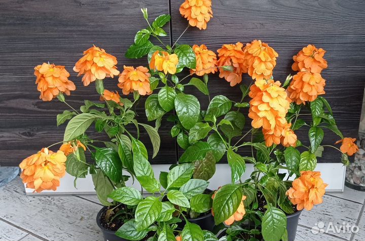 Продам цветы комнатные