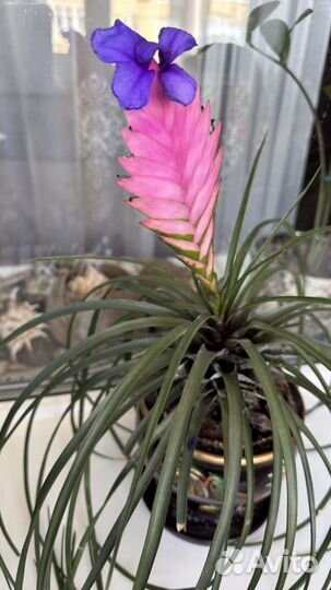 Тилландсия Анита