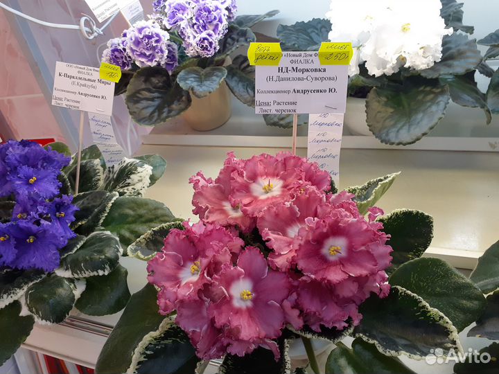 Детки и стартеры сортовых фиалок