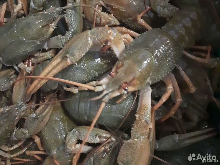 Живые, варёные раки. Вяленая рыба. Балыки. Креветк