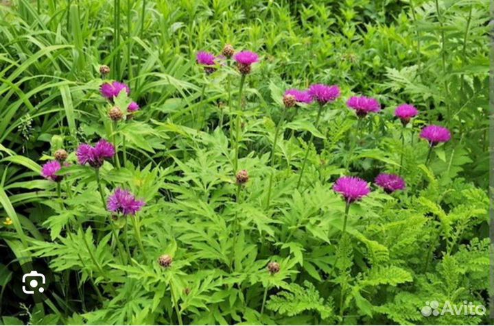 Многолетники садовые