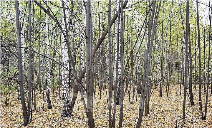 Участок 8 сот. (ИЖС)