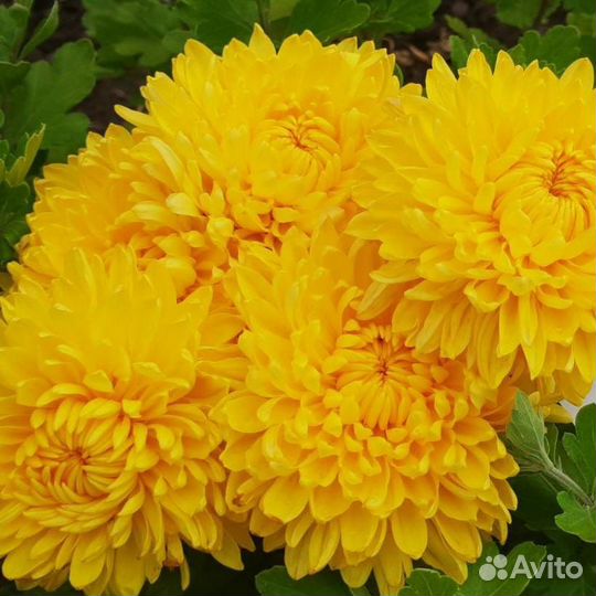 Хризантема корейская, мультифлора (оптом)