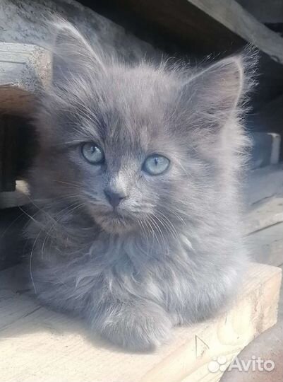 Котята мышеловы