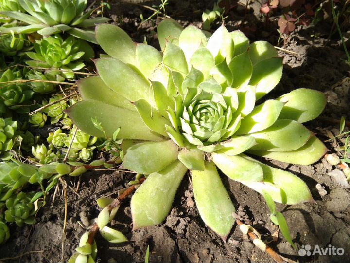 Молодило, очиток