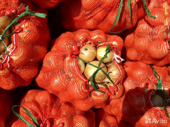 Лук репчатый Дайтона