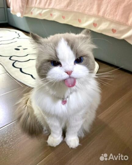 Рисую ваших животных